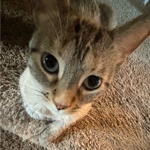 Meet your Posher, Bentley